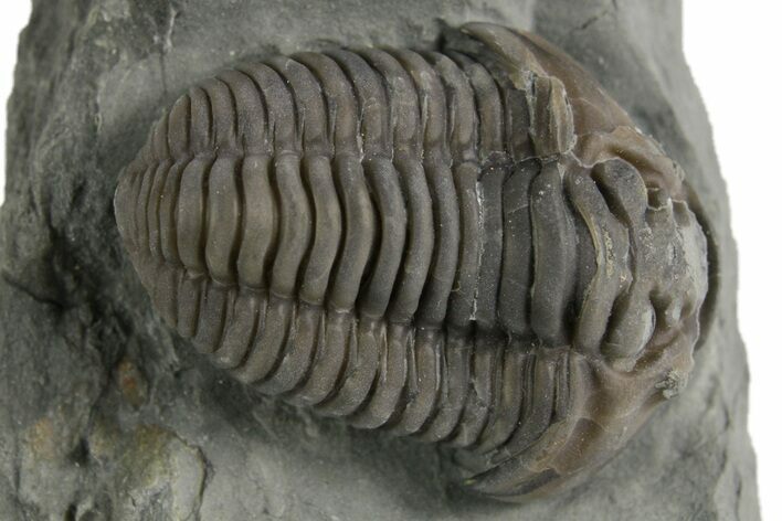Prone Flexicalymene Trilobite - Mt Orab, Ohio #347308